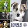 LORELEI * Verschmuste Sie in Tricolor