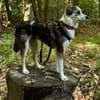 LORELEI * Verschmuste Sie in Tricolor