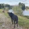 Hübscher Bean wartet in Deutschland