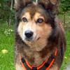 Husky-Mix LEXY sucht Anschluss