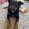 Melvin - entspannt, zutraulich - in DE