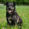 Melvin - entspannt, zutraulich - in DE