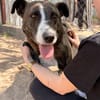 Hardin Fröhlicher, aktiver Traumhund