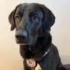 verschmuster und verspielter Hugo