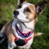 Anfängerhund DARCY in PLZ 55483 🆘‼