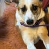 Anfängerhund DARCY in PLZ 55483 🆘‼