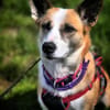 Anfängerhund DARCY in PLZ 55483 🆘‼