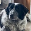 Enola kann mit Tieren & sucht Zuhause