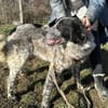 Enola kann mit Tieren & sucht Zuhause
