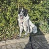 Enola kann mit Tieren & sucht Zuhause