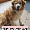 Vermittlungshilfe für Lenny ❤