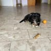 Pepsi sucht liebevolles Zuhause