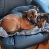 Kleine Klara sucht liebevolles Zuhause