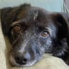 Ignis sucht ruhiges, stabiles Zuhause