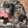 Ignis sucht ruhiges, stabiles Zuhause