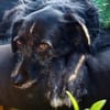 Ignis sucht ruhiges, stabiles Zuhause