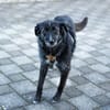 Ignis sucht ruhiges, stabiles Zuhause