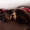 Ignis sucht ruhiges, stabiles Zuhause