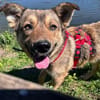 Zino - freundlich, neugierig - in DE