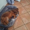 Ricki / Pici sucht Paten