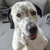 Fee sucht ein Zuhause (Vermittlungshilfe