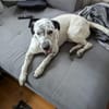 Fee sucht ein Zuhause (Vermittlungshilfe