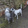 Fee sucht ein Zuhause (Vermittlungshilfe