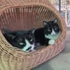 Liebes Katzenpaar Quica & Quico