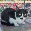 Liebes Katzenpaar Quica & Quico