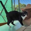 Liebes Katzenpaar Quica & Quico