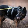 Bescheidene Veleda sucht Zuhause