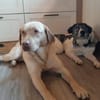 Daisy Mae sucht ihr Für-immer-Zuhause