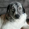 Daisy Mae sucht ihr Für-immer-Zuhause