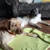 Daisy Mae sucht ihr Für-immer-Zuhause