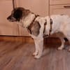 Daisy Mae sucht ihr Für-immer-Zuhause
