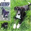 CIELO -rundum tolles Hundekind-