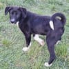 CIELO -rundum tolles Hundekind-