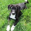 CIELO -rundum tolles Hundekind-