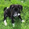 CIELO -rundum tolles Hundekind-
