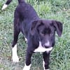 CIELO -rundum tolles Hundekind-