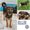 ELLIE -Rundum tolles Hundekind-