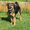 ELLIE -Rundum tolles Hundekind-