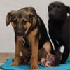 ELLIE -Rundum tolles Hundekind-