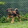 ELLIE -Rundum tolles Hundekind-