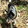 Lobita sucht ein ruhiges Zuhause