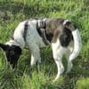 Lobita sucht ein ruhiges Zuhause