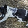 Lobita sucht ein ruhiges Zuhause