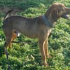 Bracken-Mix Sisco ist ein Sonnenschein!