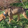 Bracken-Mix Sisco ist ein Sonnenschein!