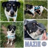 MAZIE -Lieb, sozial & lebensfroh-
